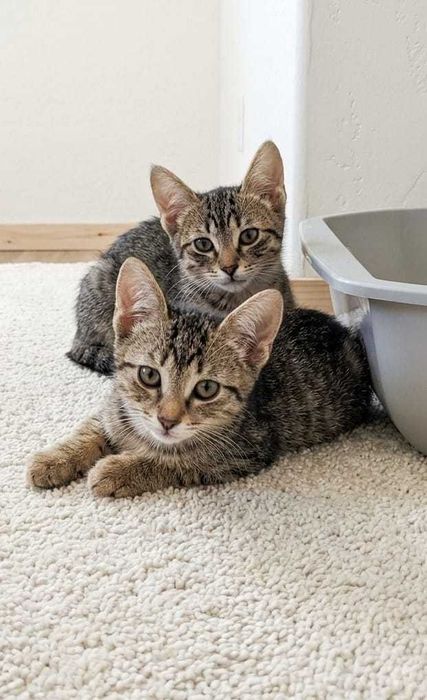 Спасенные котята ищут дом