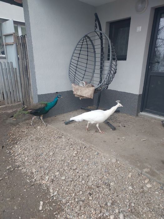 Vând familie de păuni