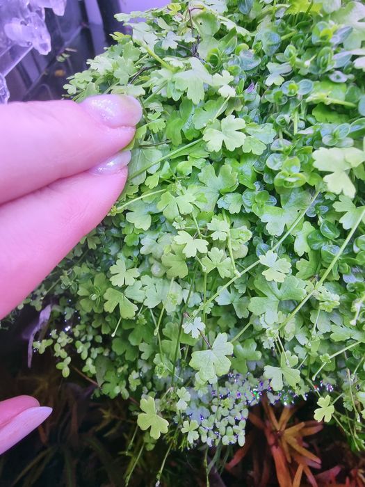 Plante naturale Acvariu pachete mari