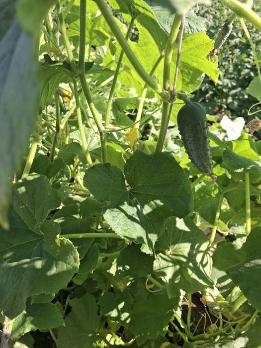 Продам дачные огурцы,  помидоры, кабачки