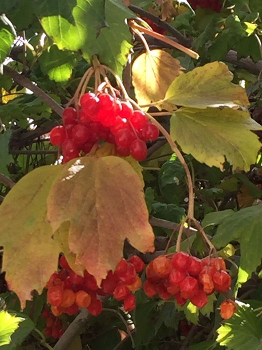 Саженцы разные продаем