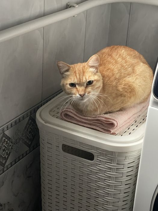 Пропал рыжий кот