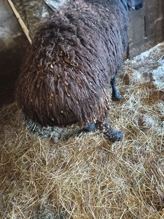 Продам Кошкара или есть вариант обмена