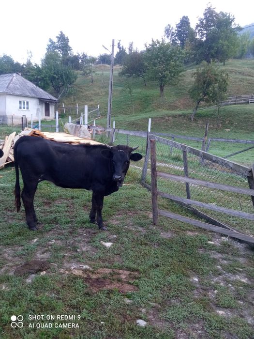 O lună de zile sau doia