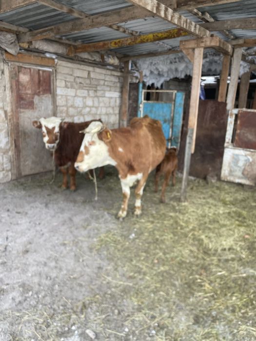 Продаеться корова с теленком