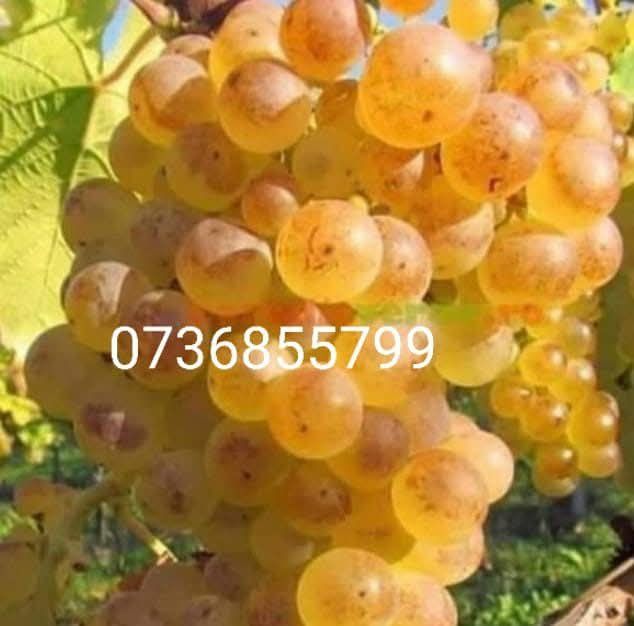 Struguri de vin producție 2025