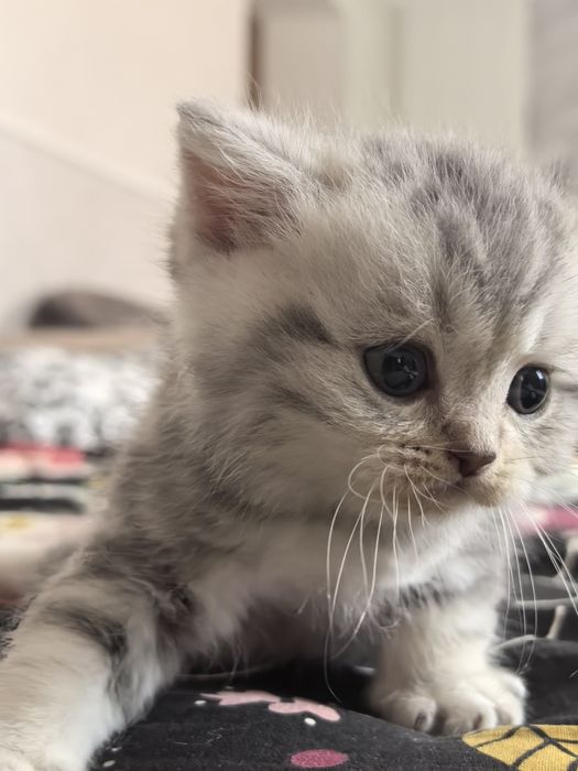 Продам котят (скоттиш страйт)