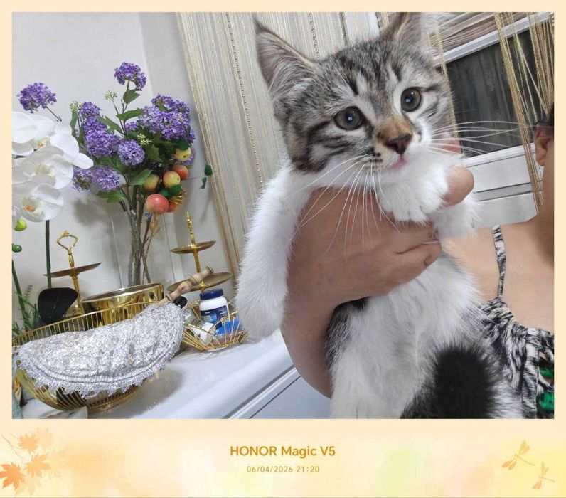 Котенок, дома родился, домашний