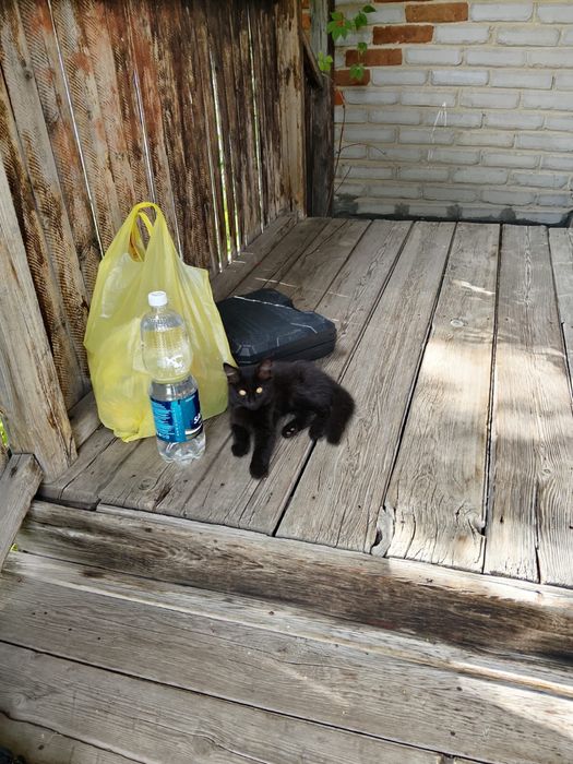 Отдам котенка 2 месяца