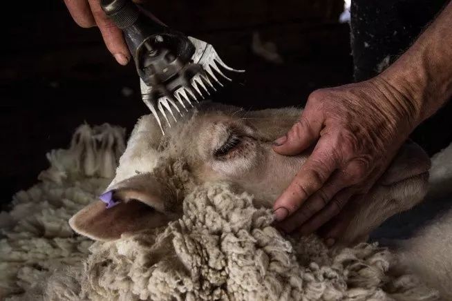 Прокат Инструментов Аренда Инструментов стрижки овец Кой кайчи 24.7