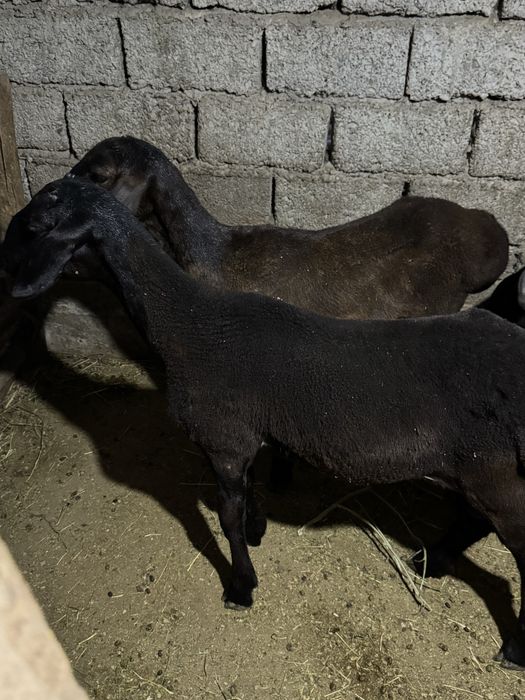 Qochqorla sotiladi narhi 3.800