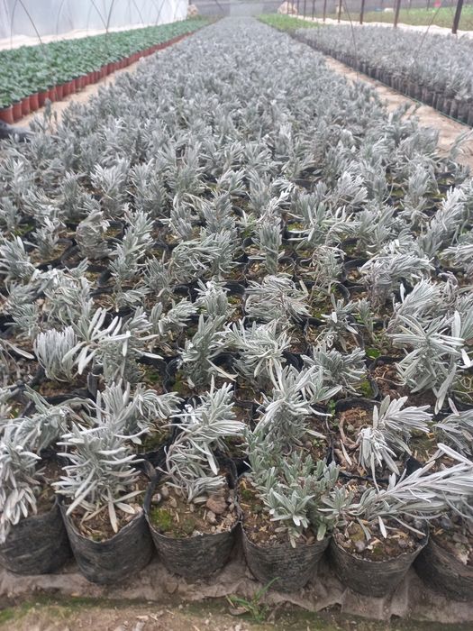 Лаванда.           .