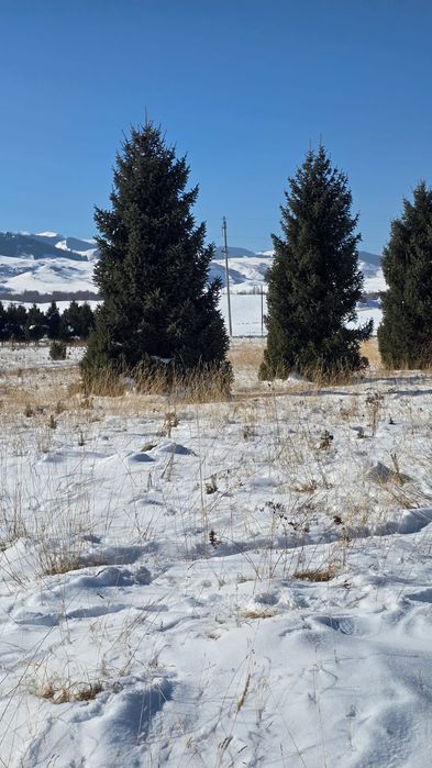 Ёлки таньшаньские 12м