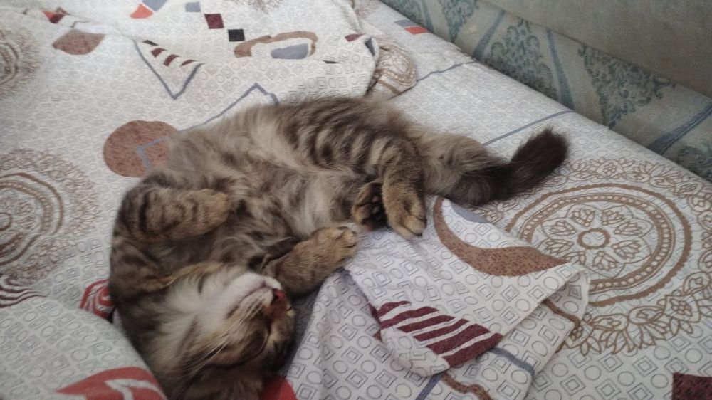Подарю котенка мальчика