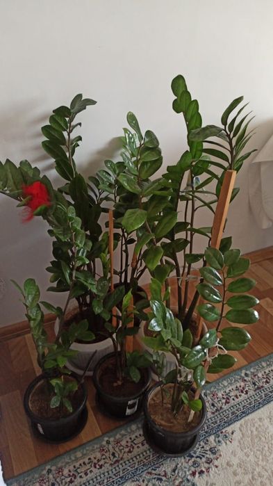 Продаю долларовые