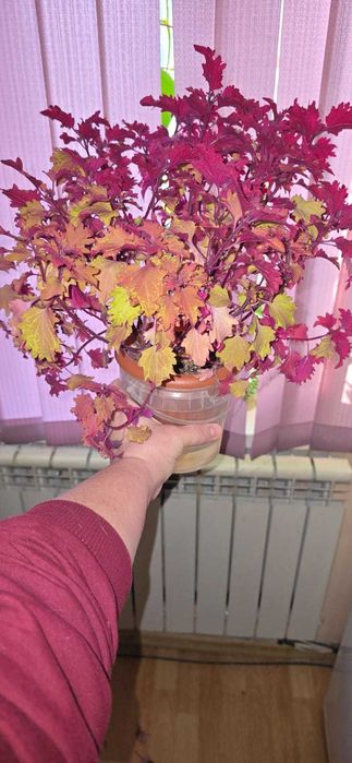 Продам комнатный цветок Колеус