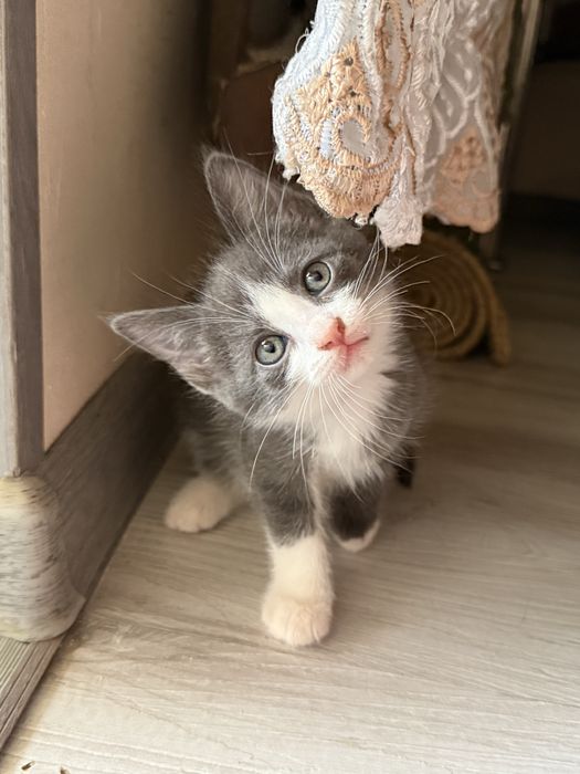 Домашние котята в добрые руки