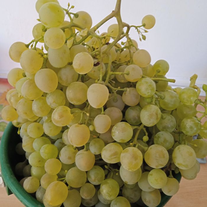Продажа виноград.