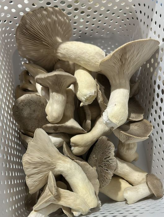 Micro ferma ciuperci gourme si medicinal(specialitate) cu LAB steril