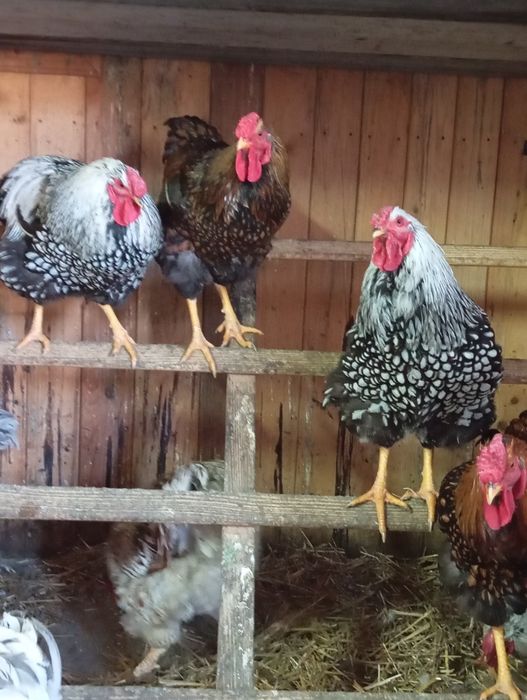 Cucoși Yandotte de vânzara din 2025