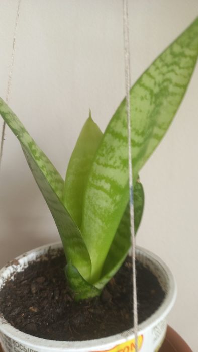 Продам  цветок  САНСЕВИЕРИЯ