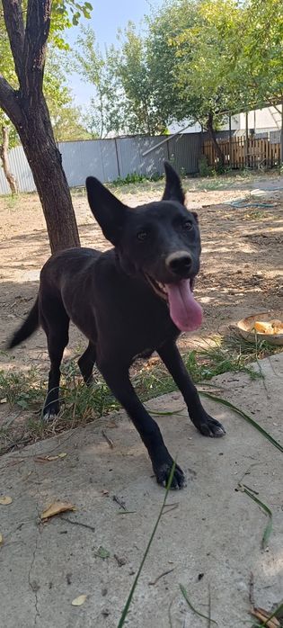 Отдам в хорошие руки  собаку девочку