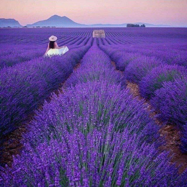 Lavanda gullari bor
