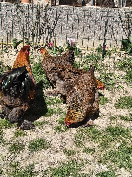 Ouă pentru incubat Brahma Potarnichiu