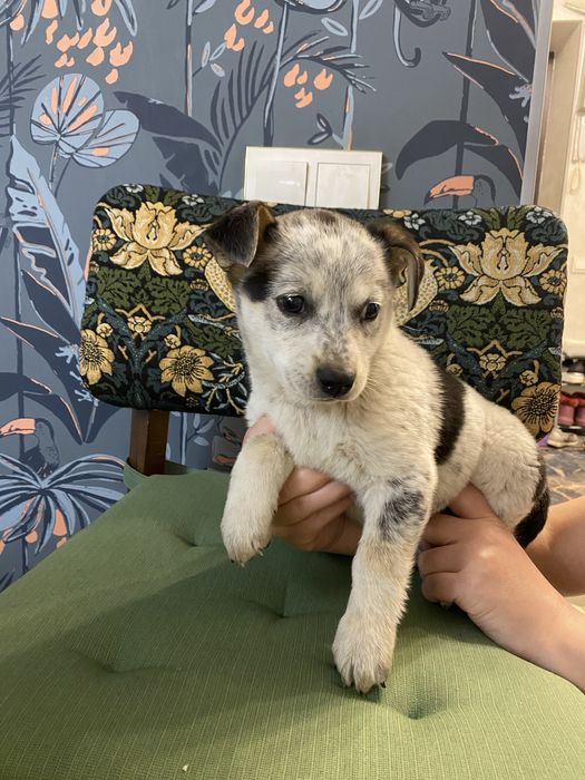 Щенки девочки помесь