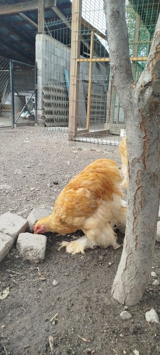 Продам семью палевого кохинхина