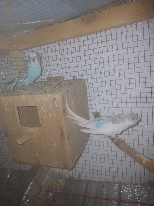 Twyyir ishlab turgan popugaylar sotiladi sog'lom