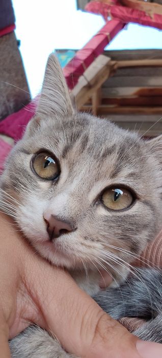Отдам котенка в добрые руки