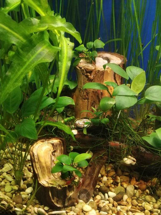 Коряги и трубки для сомов  в аквариум.