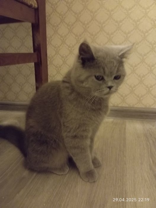 Mushuk pantiesidan sperma oqib chiqadi