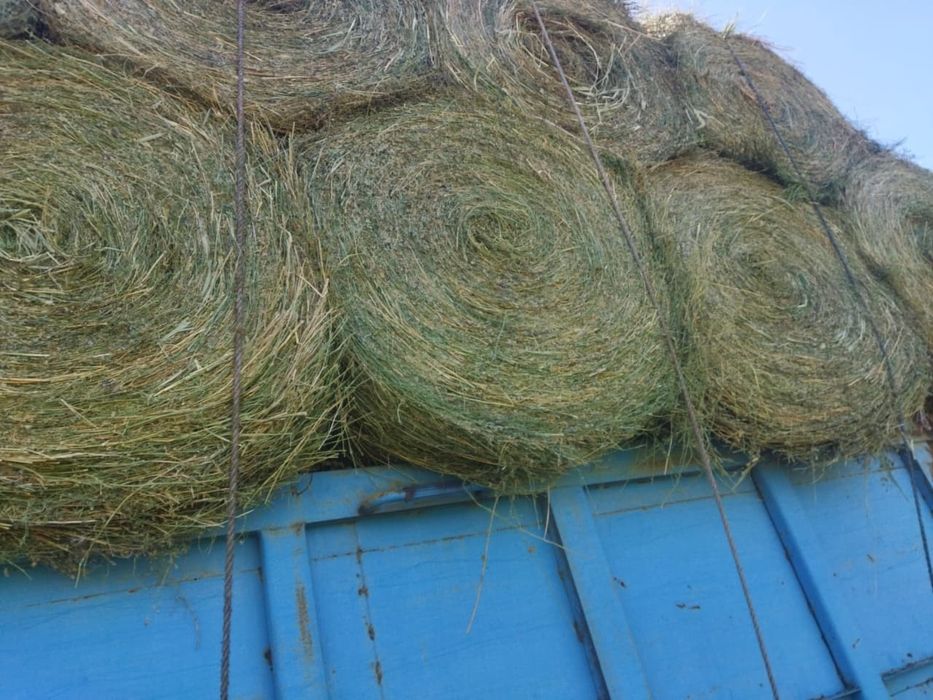 Сено люцерна жоношка урлон люцерна