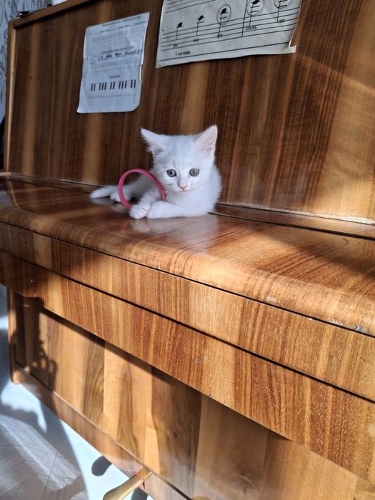 Продаю котёнка 2 мес