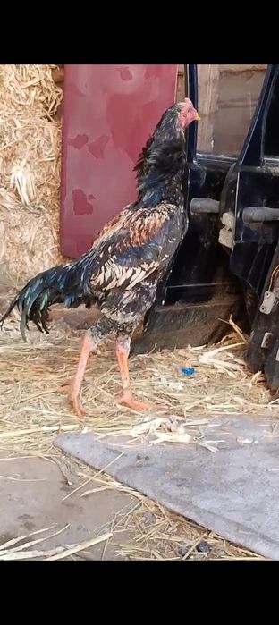 Продам или обмен на домашних курей