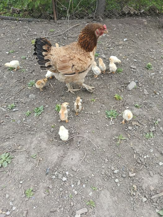 Продам квочку с циплятами