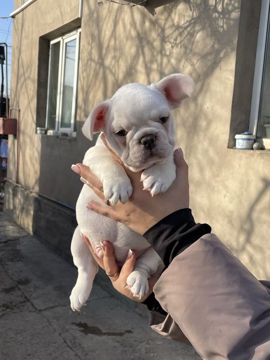 Французский бульдог кремовый