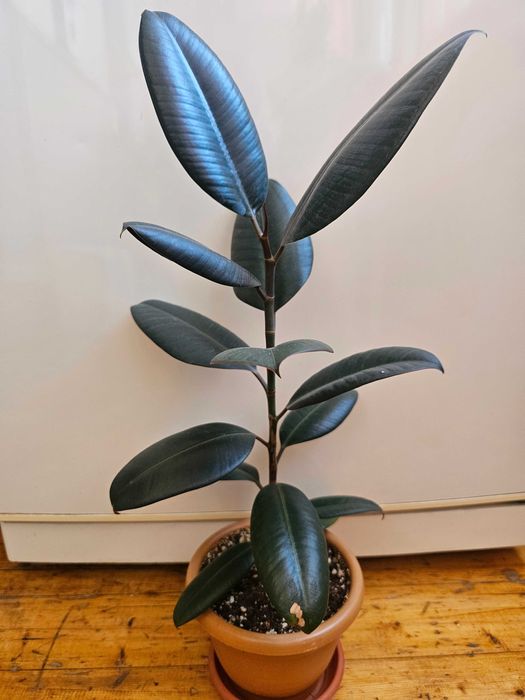 Продам комнатное растение