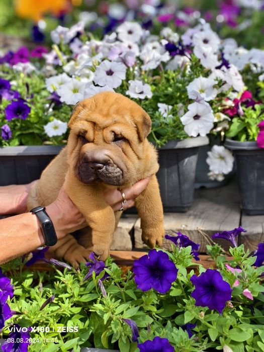 Продам щенка шарпея.