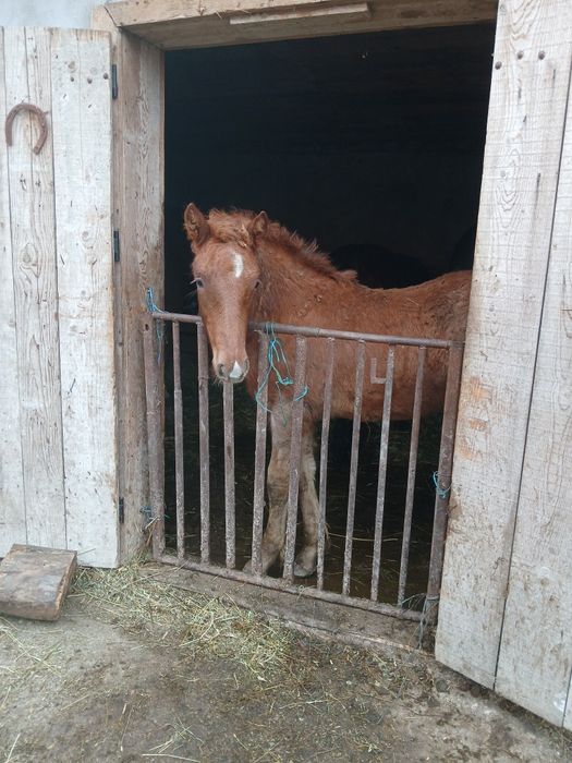 Schimb 3 mânze cu vaci sau cu oi de carne