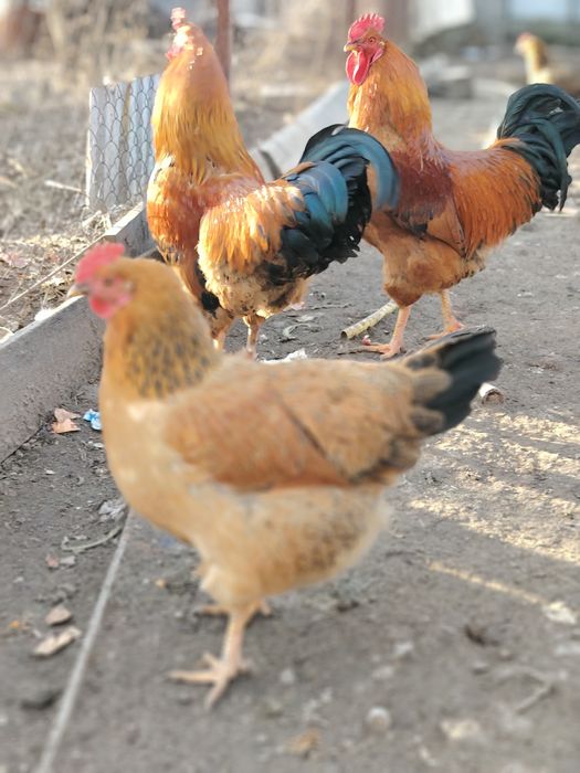 Кученский   Инкубационое яйцо