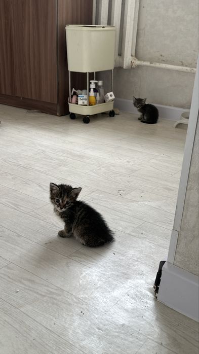 в добрые руки котят