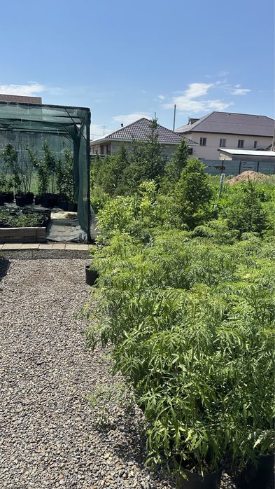 Саженцы роз сортовых в ассортименте
