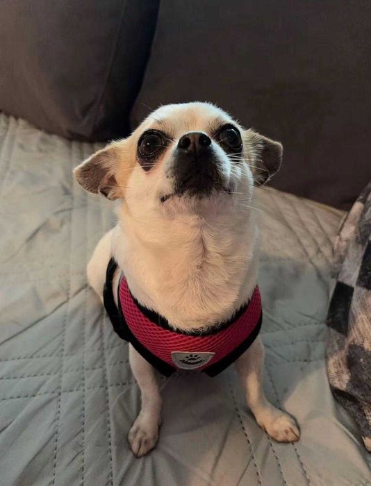 Продавам куче много дружелюбно