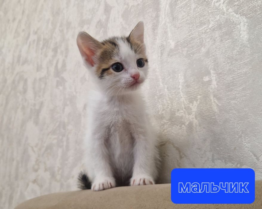 Отдадим котят за пачку корма