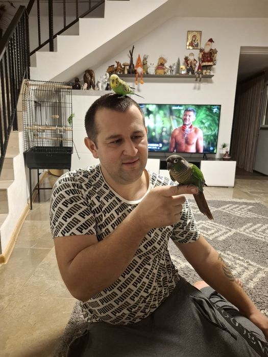 Papagal pyrhurra femela cu inel are 2 ani