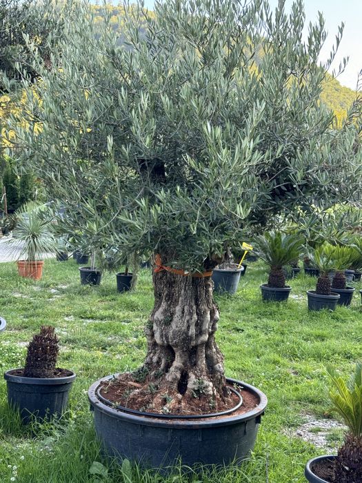 Maslini seculari ( centenari - batrani ) bonsai din maslin etc
