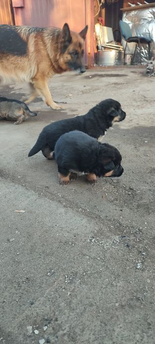 Продам щенков немецкой овчарки!